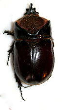Insect Beetle Coleoptera Dynastinae Dinoryctes truncaticollis-Rare No. 4 picture