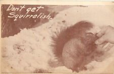 Postcard Feeding a Squirrel a Nut Don't Get Squirrelish, Undivided Back picture
