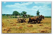 Greetings from PA Pennsylvania Dutch Country Mennonite Wheat Harvest Postcard picture