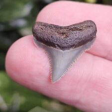 Aurora North Carolina Chubutensis Shark Tooth Fossil Lee Creek Not Megalodon  picture
