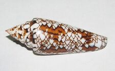 52mm NEW SPECIES Conus Bengalensis Sumbawaensis Seashell From Indonesia RARE picture