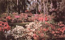 Postcard Azaleas in Full Bloom Spanish Moss Savannah Georgia GA Dixieland picture