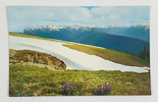 Summer in the Olympic Mountains Olympic National Park Washington Postcard picture