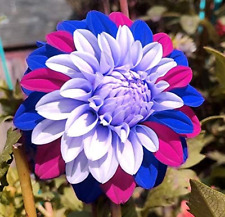 3G Rare Blue and White Point Dahlia Seeds Beautiful Perennial Flowers Plants Dah picture