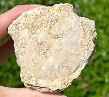 Unprepped France Fossil Ammonite Middle Jurassic Age French Fossils picture