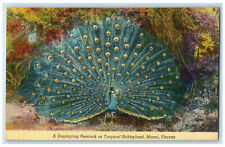 c1950s A Displaying Peacock at Tropical Hobbyland Miami Florida FL Postcard picture