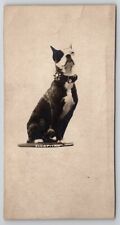 RPPC American Pit Bull Terrier Studded Spiked Collar Trimmed Photo Postcard S27 picture