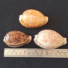Cypraea Pantherina Lot of 3 picture