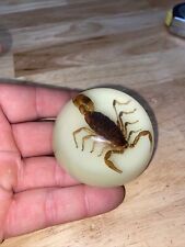 Scorpion Paperweight Bug Collector Science Guy Clear Glass GLOW IN THE DARK🦂 picture