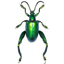 Sagra longicollis green ONE REAL FROG BEETLE MOUNTED PINNED picture
