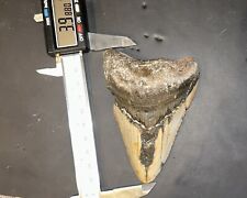 MEGALODON Fossil Giant Shark Teeth All Natural Large 3.99” HUGE COMMERCIAL GRADE picture