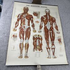 Vintage Peter Bachin Anatomical Chart Co Muscular System Anatomy Of Human Poster picture