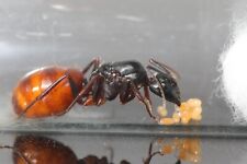 California Carpenter Queen Ant (Camponotus CA02) NATIVE AREAS ONLY picture