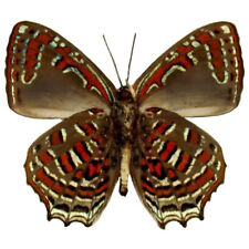 Hypochrysops polycletus red green butterfly verso Indonesia WINGS CLOSED picture