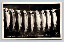 Nine That Didn't Get Away Jasper Park Alberta G Morris Taylor Postcard Salmon picture