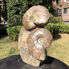 5.36LB TOP Natural Beautiful ammonite fossil conch Crystal specimen heals 2102 picture