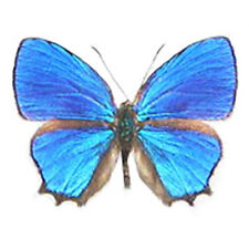 Hypochrysops polycletus blue butterfly Indonesia unmounted wings closed picture