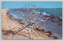 Postcard Driftwood On The Beach North Carolina picture