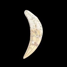 Machairodus Saber Tooth Cat Saber Tooth - Miocene Era- Eurasia picture