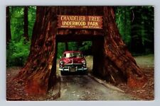 CA-California, Chandelier Drive Thru Tree, Antique, Vintage Souvenir Postcard picture