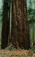 Sequoiria Canyon Railroad Train Mt Tamalpais Sequoia Tree CA California Postcard picture