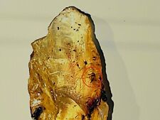 One Of A Kind Amber Specimen: MULTIPLE WHOLE INVERTEBRATES/PARTS picture