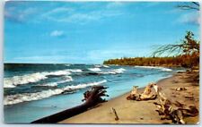 Postcard - Driftwood - Beach/Shore picture