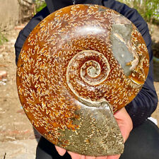 3.6LB Natural Fossil Snail Agate Fancy Cabochon Gemstones picture
