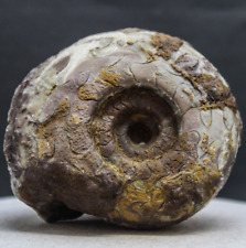 334gr Amazing whole Permian Ammonite Fossil Rough Mollusca Timor picture
