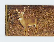 Postcard Eight Point Buck, Pennsylvania picture