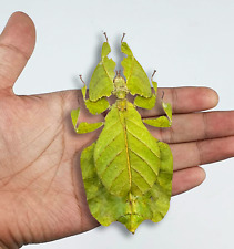 Real Leaf Beetle Insect Taxidermy Art Bugs Oddities Gothic Decor for Home picture