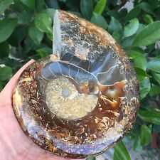 664g Natural Ammonite Fossil Conch Ashtray Crystal Specimen Healing 475 picture