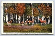 Postcard Deer in Kaibab National Forest Cedar City Utah Via Union Pacific Train picture