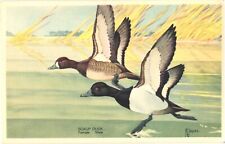 Scaup Duck Female Male America's Wildlife Resources Postcard picture