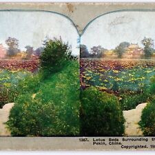 1903 Pekin, China Beijing Lotus Beds Summer Palace Stereoview Garden Haidian V35 picture