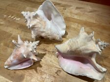 3- Conch Sea Shells Vintage Natural Pink / Beach Decor picture
