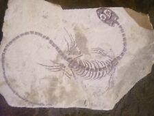 Fossil Keichousaurus hui (Triassic) Marine reptile picture