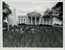 1967 Press Photo Mounds of tulips adorn the grounds of The White House, D.C. picture