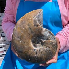 4.31LB Natural conch Fossil slice Sea Conch Crystal Mineral Specimen 1451 picture