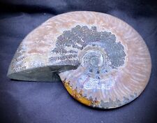 Gorgeous Large Ammonite Fossil picture