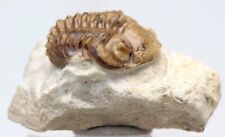 TRILOBITE Specimen Fossil Mineral KAINOPS Devonian Sea Life OKLAHOMA RARE picture