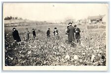 c1910's Cotton Picking Farm Tourist RPPC Photo Unposted Antique Postcard picture
