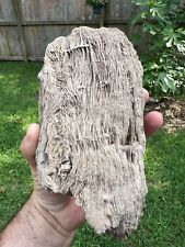 Texas Petrified Oak Wood Unique Rotted Branch 7