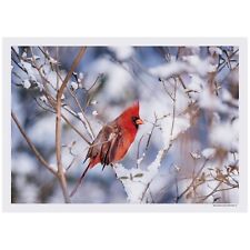 Cardinal in Snow Winter Paper Placemats - 10in. X 14in. - 25 Pack (702079) picture