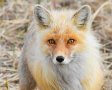 ALASKEN RED FOX Glossy 11x14 Photo Poster Nature Wildlife Print picture