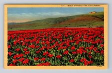 CA-California, Field of Poinsettias, Antique Souvenir Vintage Postcard picture