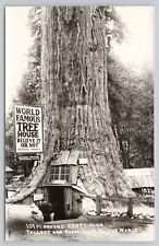 Piercy California, World Famous Tallest Tree House, Vtg RPPC Real Photo Postcard picture