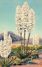 Yucca Flower of the Desert J.R. Willis VINTAGE Linen Postcard picture
