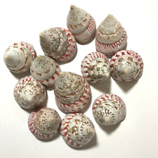 12 PIECES Trochus Conus Shells Gorgeous Colorations Size 2