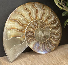 Large 10cm Beautiful 416 Million Year Old Ammonite Madagascan Crystal Fossil picture